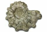 Bumpy Ammonite (Douvilleiceras) Fossil - Madagascar #343850-1